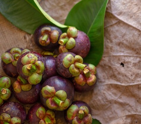 Deep purple mangosteen fruit with white segmented flesh inside