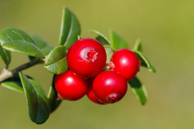 Scientific laboratory setting with miracle berry tablets being tested with various fruits by researchers in white coats